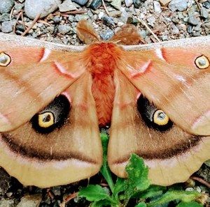 Meet your Posher, Nena